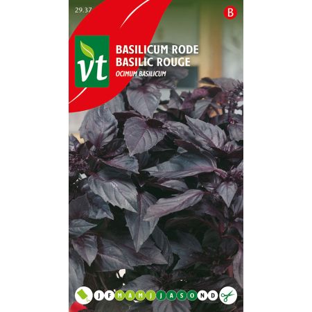 Red Basil - Basilicum Rode