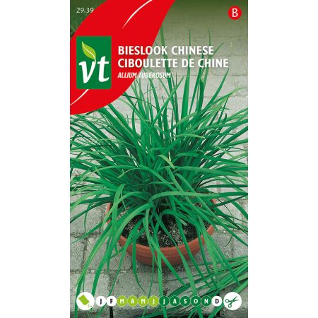 Chinese Chives (Garlic Chives) - Bieslook Chinese