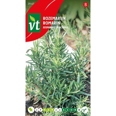Rosemary - Rozemarijn