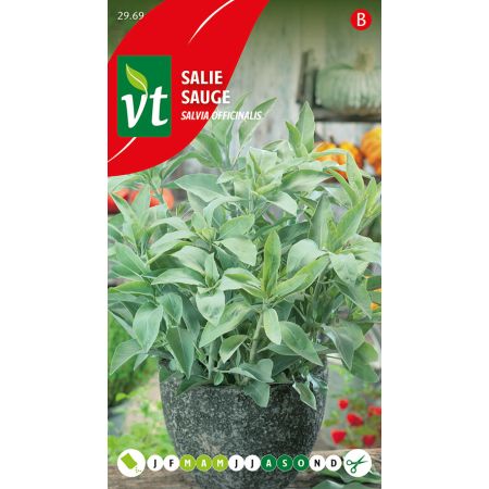 Sage - Salie