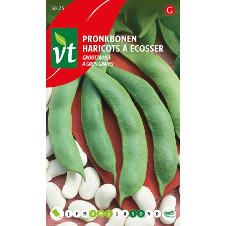 Runner Bean (Scarlet Runner Bean) - Pronkbonen Grootzadige doosje