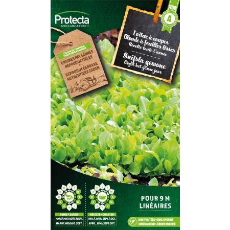 Cut lettuce Blonde smooth-leaved - Protecta seeds bäuerl