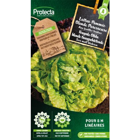 Lettuce Blonde Faulenzer - Protecta seeds bäuerl