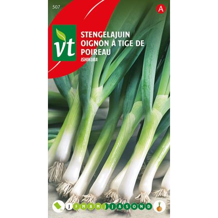 Welsh Onion (Bunching Onion / Scallion) - Ajuin Stengelajuin Ishikura