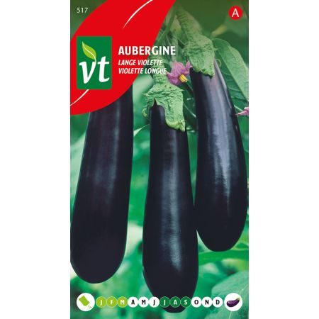 Eggplant (Aubergine) - Variety 'Lange Violette' - Aubergine Lange Violette