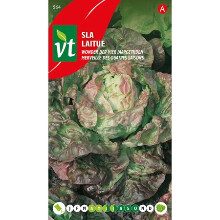 Wonder Of The Four Seasons Lettuce - Sla Wonder Der 4 Jaargetijden