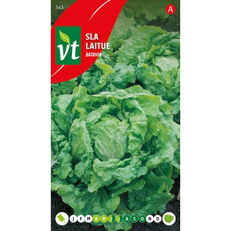 Batavia Lettuce - Sla Batavia