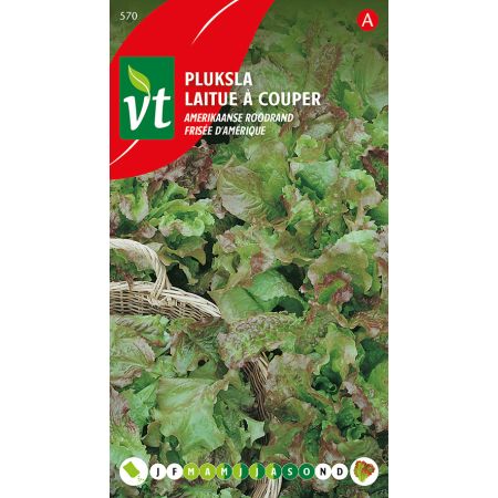 American Red Edge Looseleaf Lettuce - Sla Pluksla Amerikaanse Roodrand