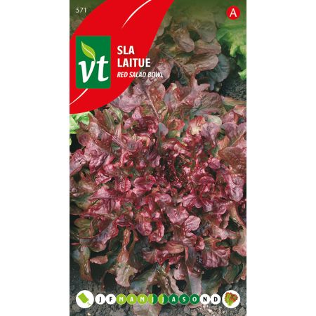 Red Salad Bowl Lettuce - Sla Pluksla Red Salad Bowl