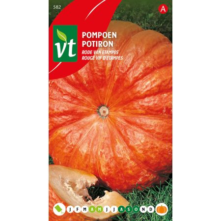 Red Etampes Pumpkin - Pompoen Rode Van Etampes