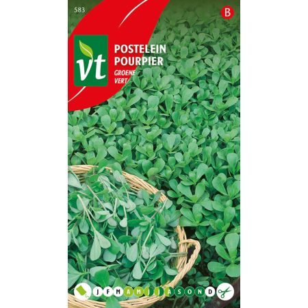 Common Purslane (Purslane) - Postelein Groene
