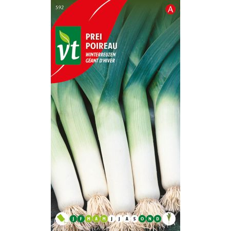 Leek (Cultivar 'Wintereuzen') - Prei Wintereuzen