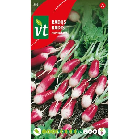 Radish (Cultivar "Flamboyant Halflang") - Radijs Flamboyant Halflang
