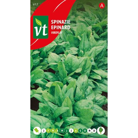 Spinach (Viroflay Spinach) - Spinazie Viroflay