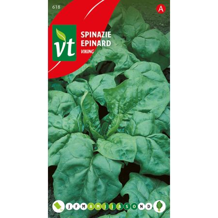 Spinach (Cultivar 'Viking Zomer') - Spinazie Viking Zomer