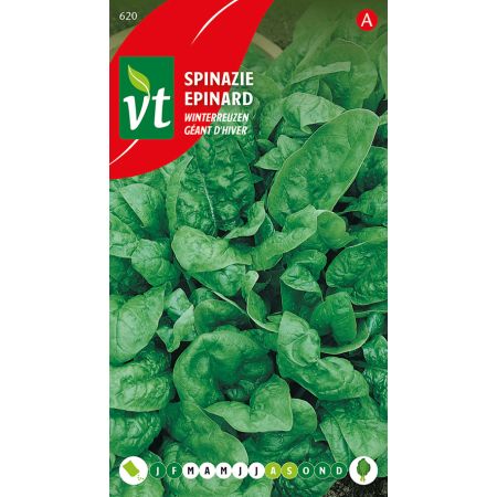 Winter Giant Spinach - Spinazie Winterreuzen
