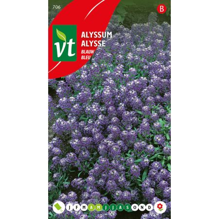 Sweet Alyssum - Alyssum Blauw