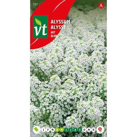 Sweet Alyssum (Cultivar 'Snow Carpet') - Alyssum Sneeuwtapijt