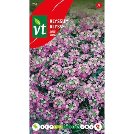 Sweet Alyssum - Alyssum Rosie O'Day