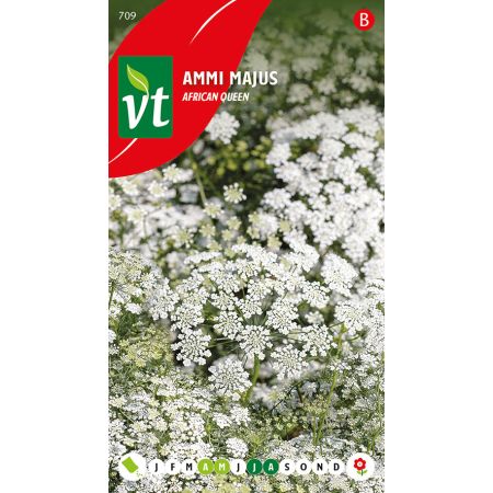 Bishop'S Weed (Also Called Greater Ammi; Commonly: False Queen Anne'S Lace) - Ammi Majus