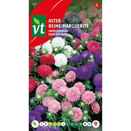Dwarf Queen Aster - Aster Dwergkoningin