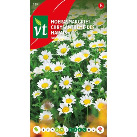 Marsh Daisy (Swamp Daisy) - Moerasmargriet Pure White