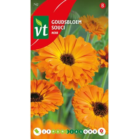 Pot Marigold (Common Marigold) - Goudsbloem Calendula Nova