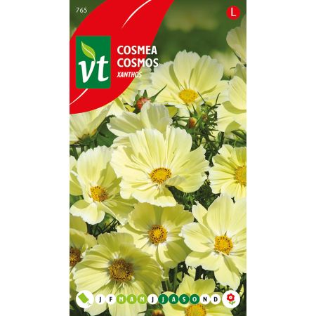 Yellow Cosmos (A Cosmos/ Cosmea Cultivar; Cultivar Name "Xanthos") - Cosmea Xanthos