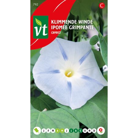 Climbing Morning-Glory 'Caprice' - Klimmende Winde Caprice
