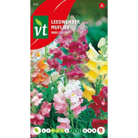 Snapdragon (Dwarf Snapdragon) - Leeuwenbek Lage