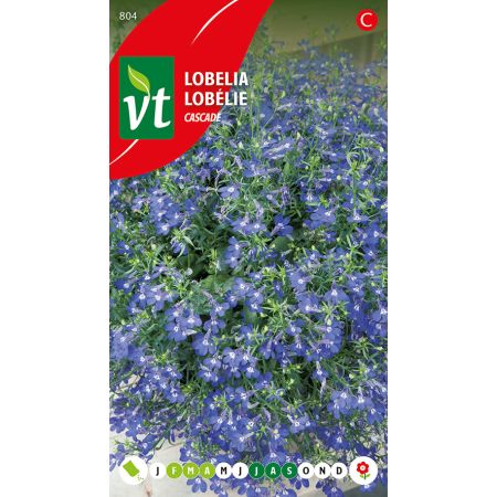 Trailing Lobelia (Lobelia) - Lobelia Cascade