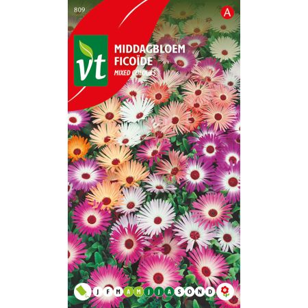 Ice Plant - Middagbloem Gemengd