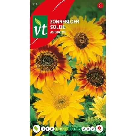 Autumn Time Sunflower (Sunflower) - Zonnebloem Autumn Time