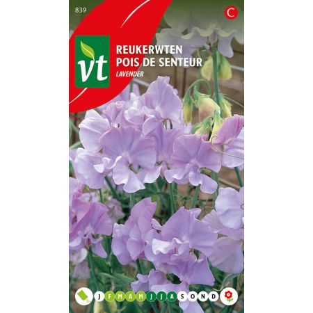 Lavender Sweet Pea (Common Name: Sweet Pea) - Reukerwten Lavender
