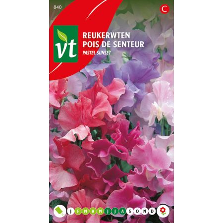 Sweet Pea 'Pastel Sunset' - Reukerwt Pastel sunset