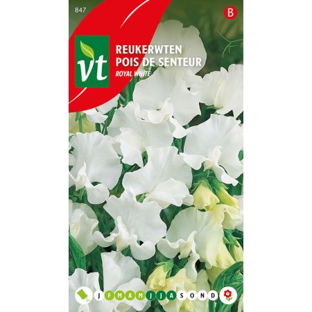 Sweet Pea - Reukerwten Royal White