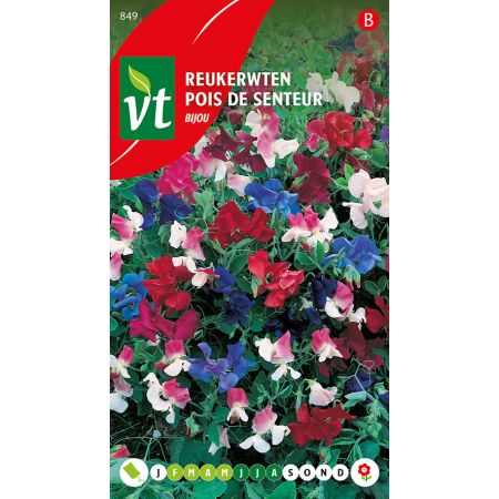 Sweet Pea - Reukerwten Bijou