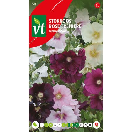 Hollyhock (Cultivar 'Aubade') - Stokroos Aubade