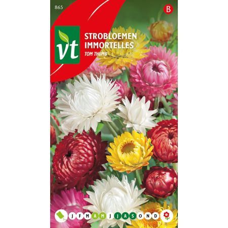 Strawflower - Strobloemen Tom Thumb