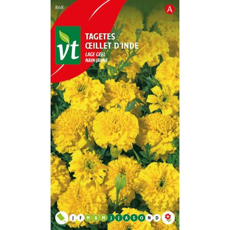 French Marigold (Cultivar 'Lage Geel') - Tagetes Lage Geel