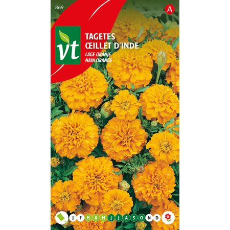 French Marigold (Marigold) - Tagetes Lage Oranje