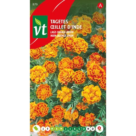 French Marigold - Tagetes Lage Oranje-Bruin