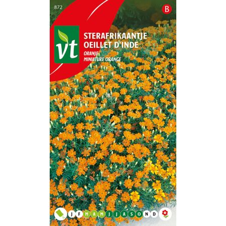 African Daisy (Osteospermum) - Orange - Sterafrikaantje Oranje