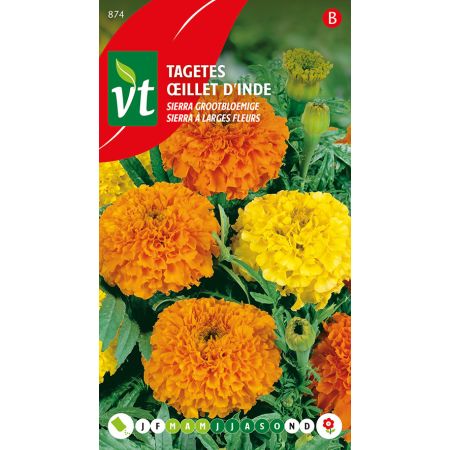 Marigold - Tagetes Sierra Oranje-Geel
