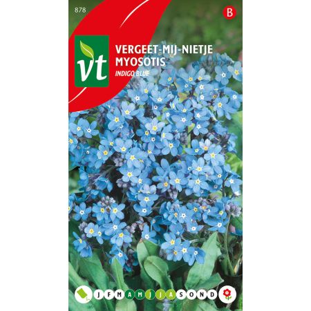 Forget-Me-Not - Vergeet-Mij-Nietje