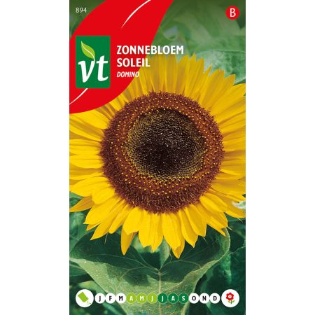 Sunflower 'Domino' - Zonnebloem Domino