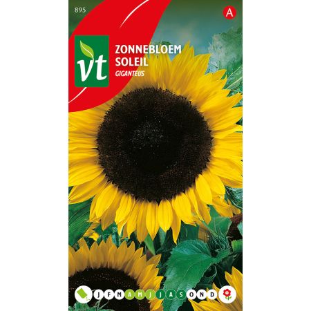 Giant Sunflower - Zonnebloem Giganteus