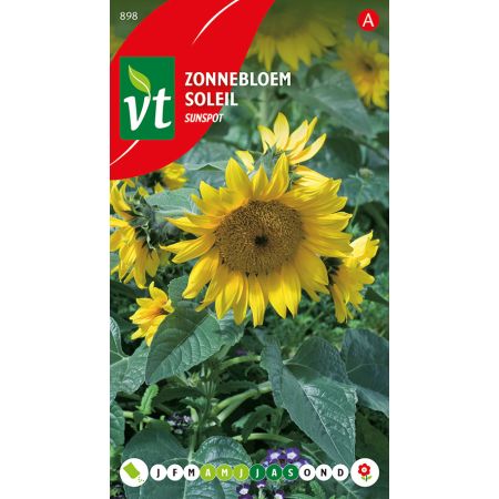 Zonnebloem Sunspot