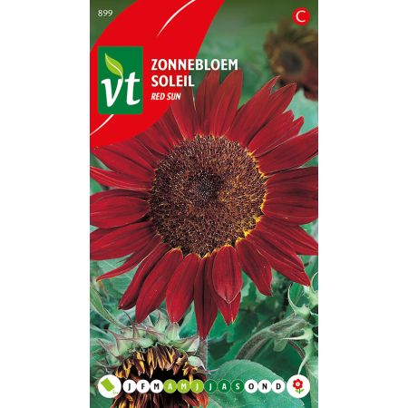 Sunflower (Cultivar 'Red Sun') - Zonnebloem Red Sun