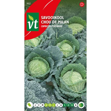 Savoy Cabbage (Cultivar 'Capriccio' F1 Hybrid) - Savooikool Capriccio F1 hybride